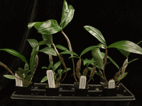 Dendrobium farmeri (2.5� pot near blooming size)