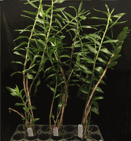 Dendrobium glomeratum (2.5" pot very large plant) Dendrobium glomeratum (2.5" pot very large plant)