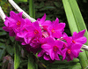 Dendrobium glomeratum (2.5" pot very large plant) Dendrobium glomeratum (2.5" pot very large plant)