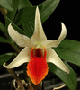 Dendrobium Jiaho Delight �Red Lips�  (2.5� pot blooming size)