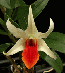Dendrobium Jiaho Delight ‘Red Lips’ (2.5” pot blooming size) Dendrobium Jiaho Delight ‘Red Lips’ (2.5” pot blooming size)