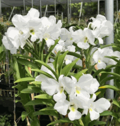 Dendrobium schuetzei (3.5� pot blooming size)