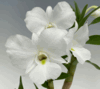 Dendrobium schuetzei (3.5” pot blooming size) Dendrobium schuetzei (3.5” pot blooming size)