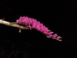 Dendrobium secundum (3.5” pot blooming size) Dendrobium secundum (3.5” pot blooming size)