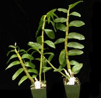 Dendrobium secundum (3.5” pot blooming size) Dendrobium secundum (3.5” pot blooming size)