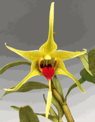 Dendrobium tobaense variety giganteum (2.5" pot blooming size) Dendrobium tobaense variety giganteum (2.5" pot blooming size)