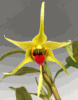 Dendrobium tobaense variety giganteum (2.5" pot blooming size) Dendrobium tobaense variety giganteum (2.5" pot blooming size)