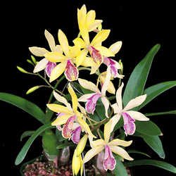 Guaricyclia Kyoguchi �Happy Field� x self (2.5� blooming size)