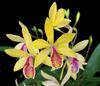 Guaricyclia Kyoguchi �Happy Field� x self (2.5� blooming size)