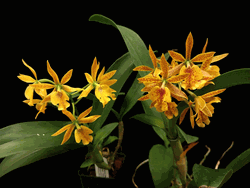 Guaridendrum Isler�s Goldregen (3.5� pot blooming size)