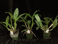 Guaridendrum Isler�s Goldregen (3.5� pot blooming size)