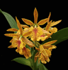 Guaridendrum Isler�s Goldregen (3.5� pot blooming size)