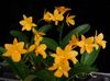 Guaritonia Once Again (yellow strain) (2.5 pot blooming size)