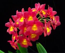 Guaritonia Why Not  (3.5 basket blooming size)