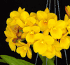 Guaritonia Why Not (Yellow strain)