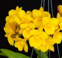 Guaritonia Why Not (Yellow strain) Guaritonia Why Not (Yellow strain)