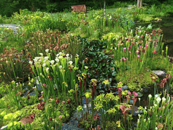 Hardy Carnivorous Plants Hardy Carnivorous Plants