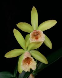 Procatavola Key Lime Stars x Rhyncholaeliocattleya Waikiki Gold (2.5 pot near blooming size)