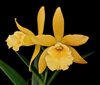 Procatavola Key Lime Stars x Rhyncholaeliocattleya Waikiki Gold (2.5 pot near blooming size)