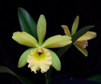 Procatavola Key Lime Stars x Rlc. Prada Green Deluxe (3.5 pot blooming size)