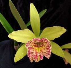Procatavola Key Lime Stars x Rlc. Prada Green Deluxe (3.5 pot blooming size)