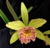 Procatavola Key Lime Stars x Rlc. Prada Green Deluxe (3.5 pot blooming size)