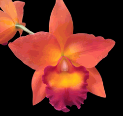 Rhyncattleanthe Chief Sweet Orange �CG215�  (2.5� pot mericlone)