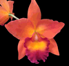 Rhyncattleanthe Chief Sweet Orange �CG215�  (2.5� pot mericlone)