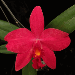 Rhyncholaeliocattleya Ability Red ‘Sunset Memory’ (2.5” pot blooming size) Rhyncholaeliocattleya Ability Red ‘Sunset Memory’ (2.5” pot blooming size)
