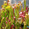 Sarracenia Starter Assortment (3 selected potted hybrids near mature age)