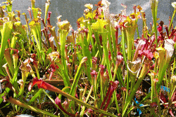 Sarracenia Starter Assortment (3 selected potted hybrids near mature age)