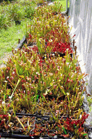 Sarracenia Starter Assortment (3 selected potted hybrids near mature age)