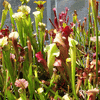Sarracenia Starter Assortment (5 selected potted hybrids medium size)