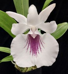 Warczewiczella amazonica (2.5 pot blooming size)