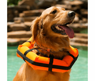 Aquatic Therapy for Dogs thumbnail