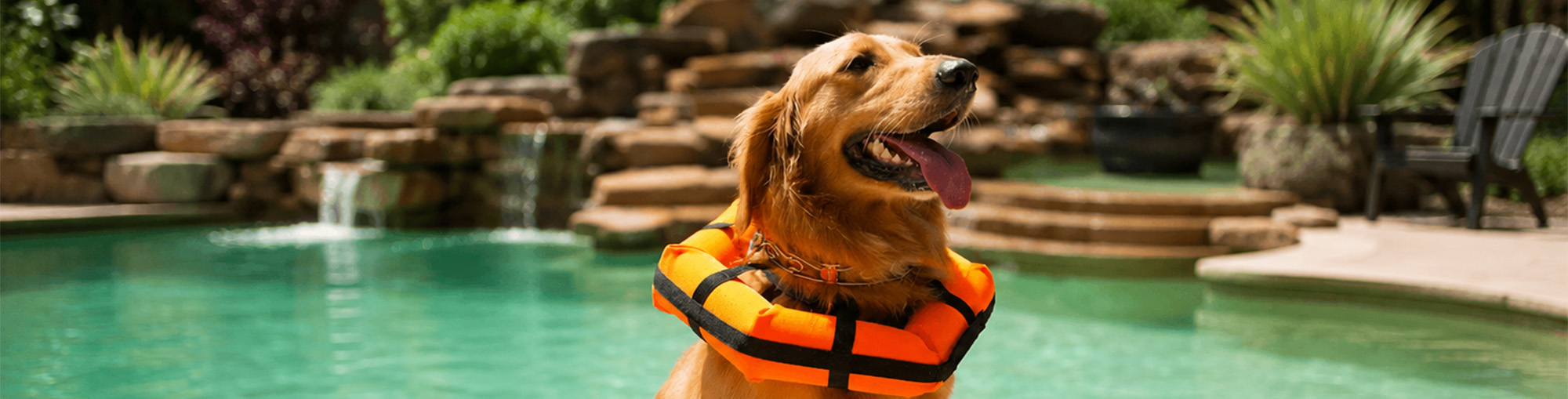 Aquatic Therapy for Dogs