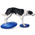 Balance Disc for Dogs