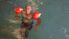 BEMA Schwimmflugel Arm Bands Baby-Adult BEMA Schwimmflugel Arm Bands Baby-Adult