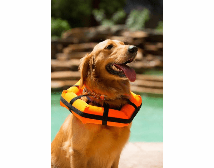 Hedz UP Pets Watercollar