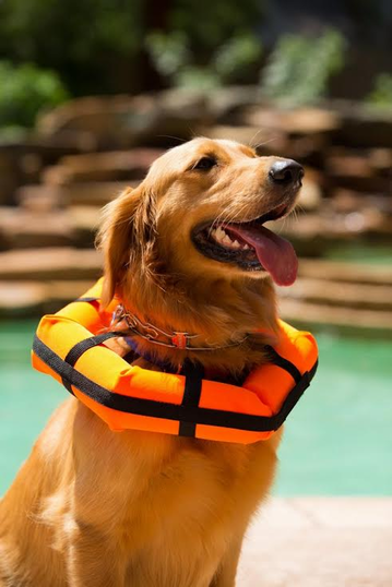 Hedz UP Pets Watercollar