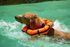 Hedz UP Pets Watercollar