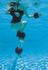 Water Gear Professional Aqua Cuff Water Gear Professional Aqua Cuff