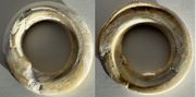 MESOPOTAMIA 3500-2000 BCE Sumerian Shell Ring Money (25mm diameter). *pending*