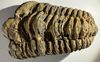 MOROCCO: Cambrian to Permian Period (521-252 Million Years BCE)  Trilobite fossil (3). *pending*