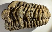 MOROCCO: Cambrian to Permian Period (521-252 Million Years BCE)  Trilobite fossil (3). *pending*