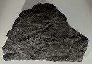 SOUTHERN EUROPE: Late Carboniferous (323-299 Million BCE) Fossil ferns. *pending*