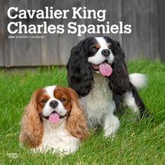Cavalier King Charles 2027 12x12 inch Calendar - Coming Christmas 2026