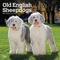 Old English Sheepdogs - 2027 - 12x12 inch Calendar - Coming Christmas 2026