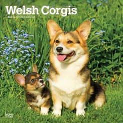 Welsh Corgis - 2027 - 12x12 inch Calendar - Coming Christmas 2027