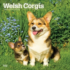 Welsh Corgis - 2027 - 12x12 inch Calendar - Coming Christmas 2027